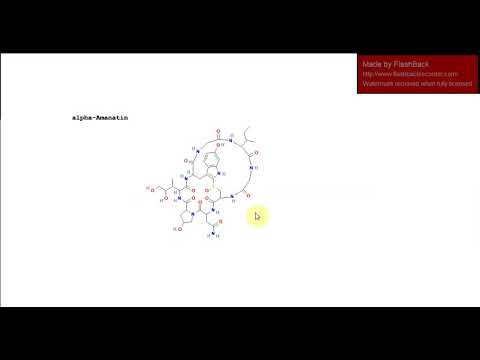 Beebe Amanitin Report