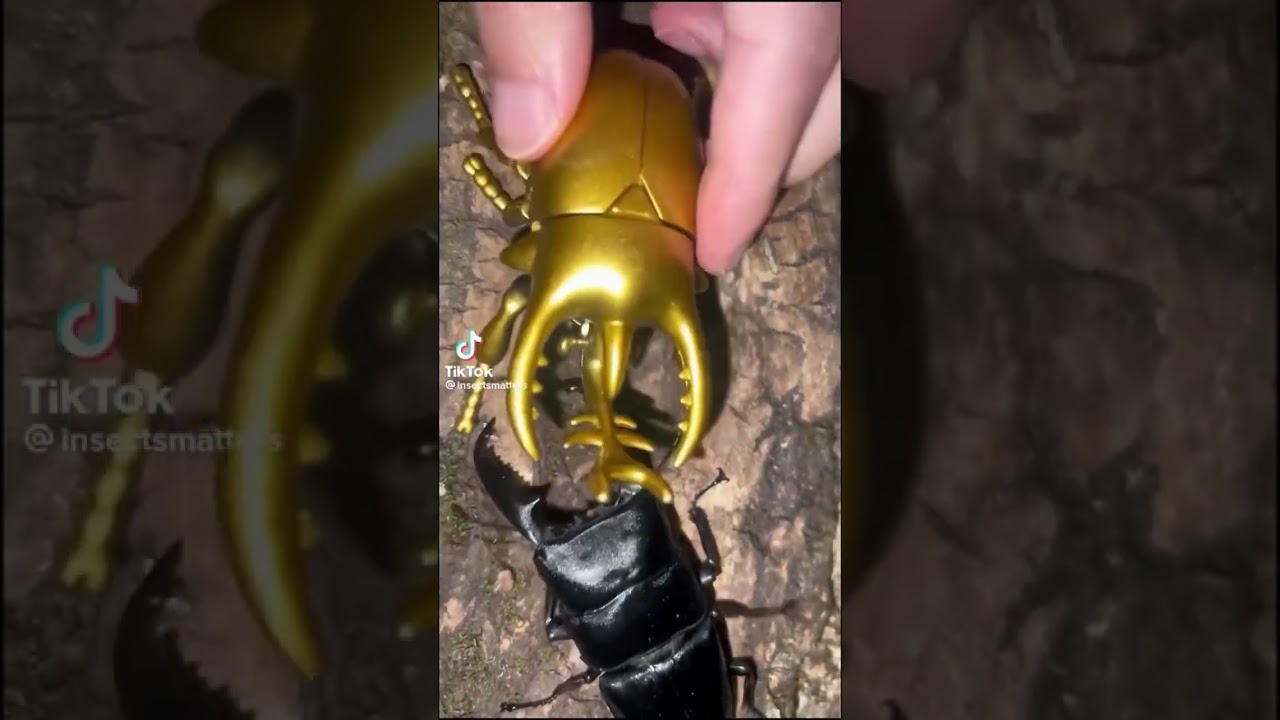 Beetle Battles Episode 2