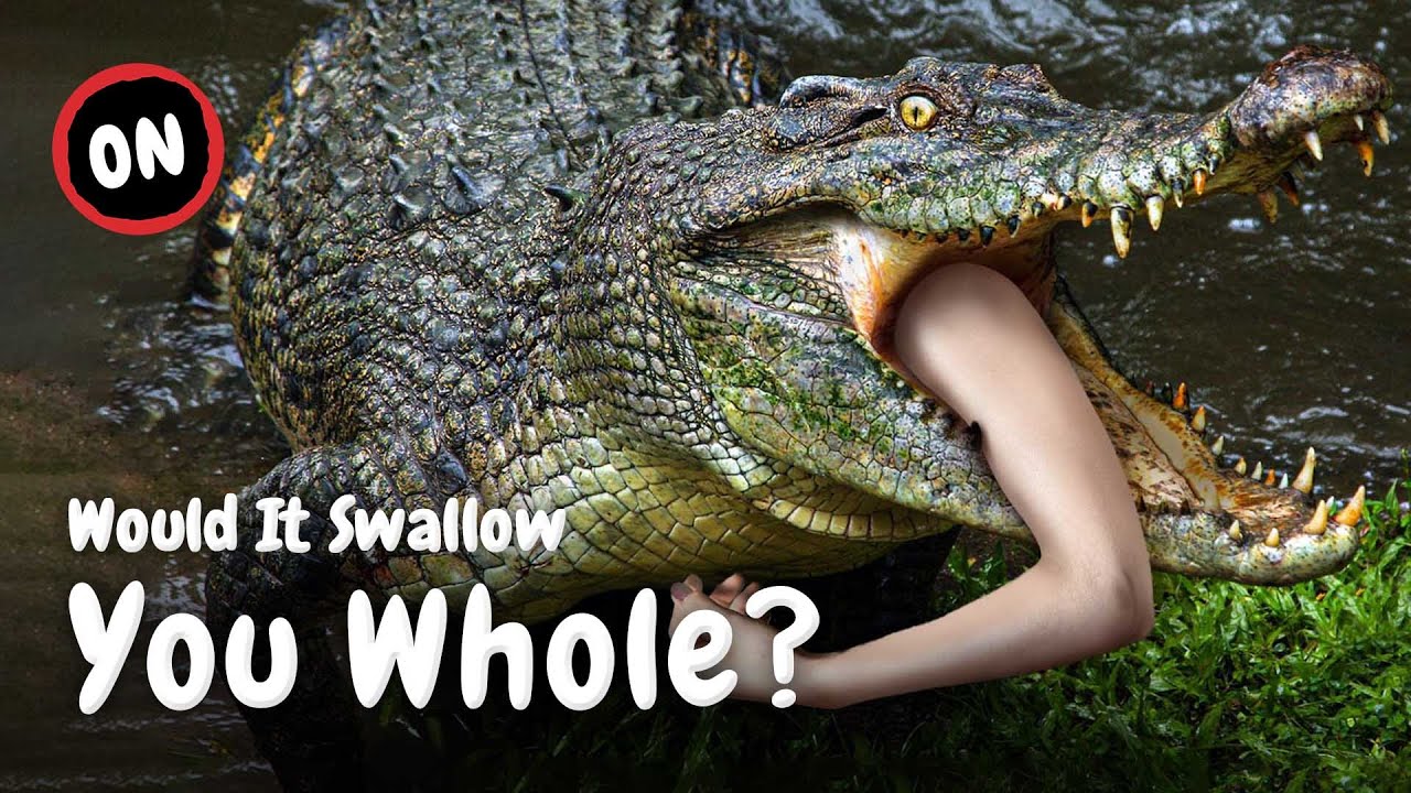 Being Swallowed by a Crocodile