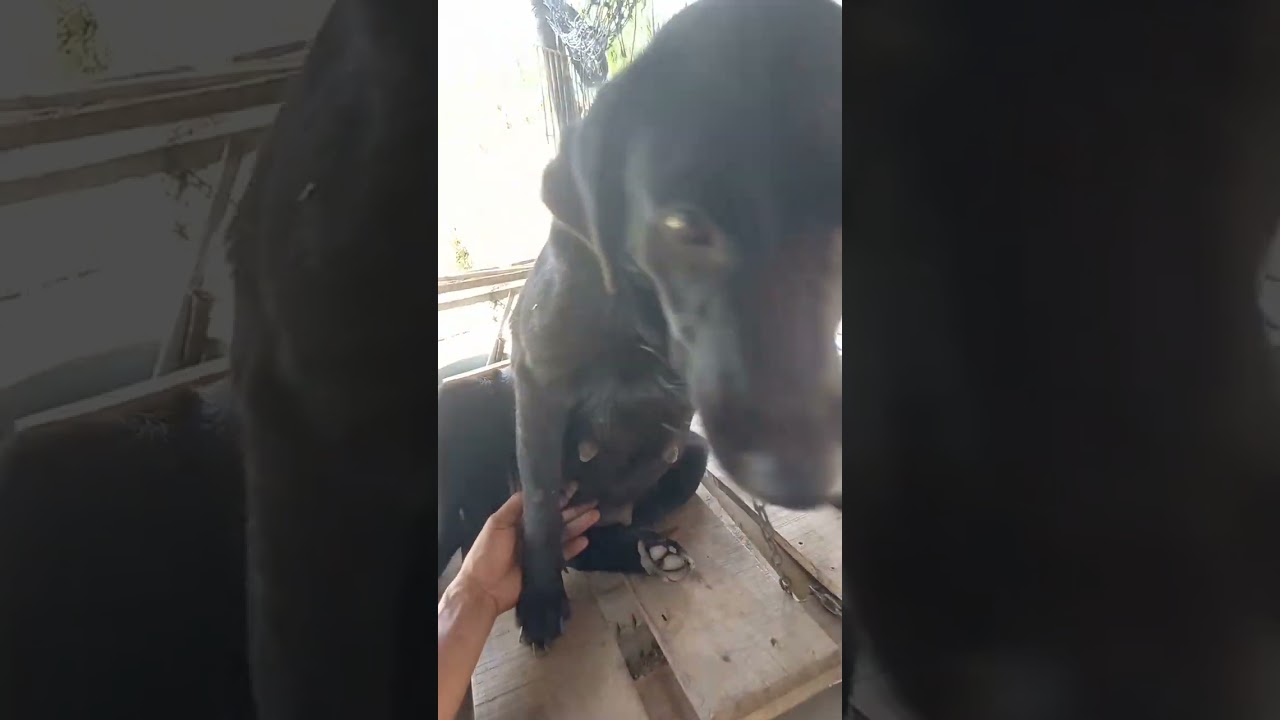 Belly Rub To our Pregnant Dog #pregnant #dog #shorts