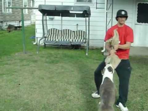 bentley 8 month pitbull swinging