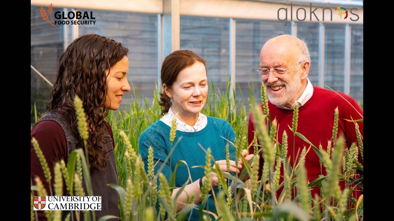 Bentley, Curry & Jones | Wheat: A Special Human Artefact