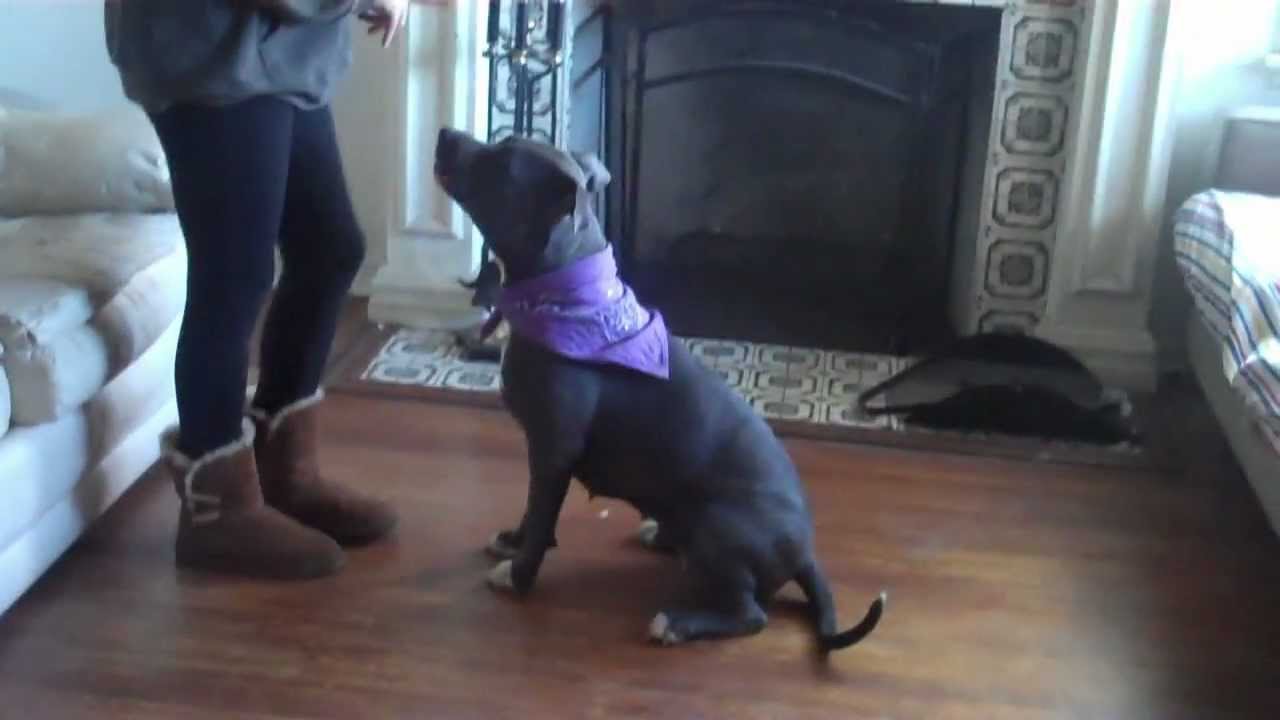 Bentley the Pit Bull Dog Tricks