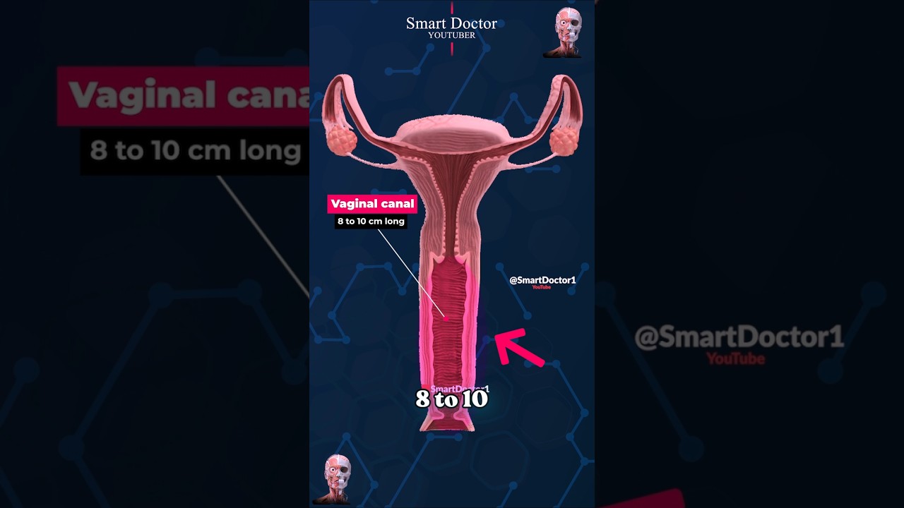 Berapa Panjang Saluran Vagina? ✨‍♀️