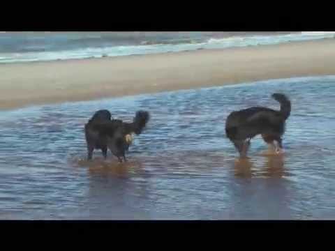 Berner Sennenhunde im Urlaub beim fischen