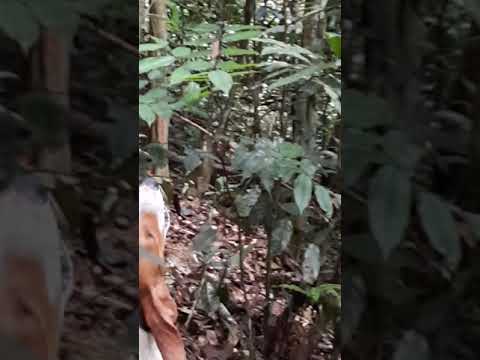 Berrante cachorro bom de mateiro