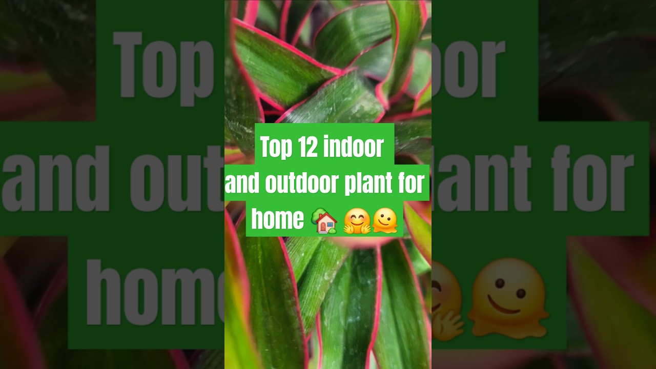 Best  indoor and outdoor plant for home garden@gardenbites1#garden #tips #flowers 🤗🫠🏡☘️