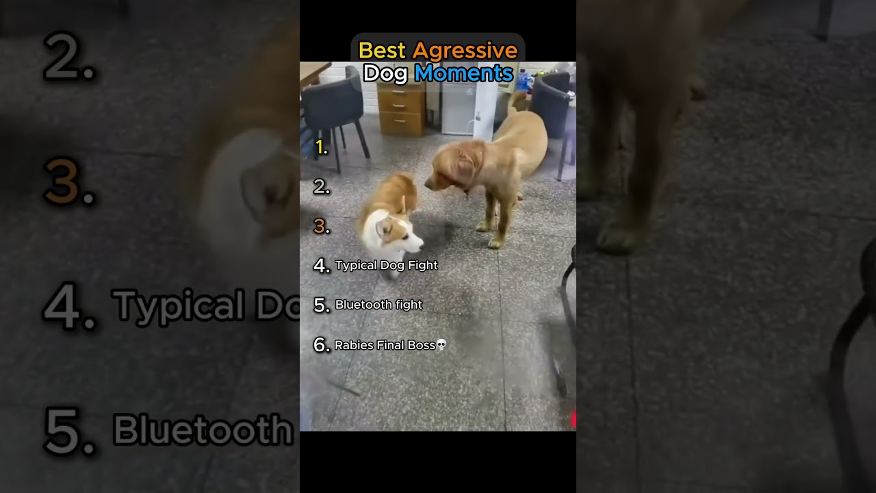 Best Aggressive Dog Moments👹 (TRY NOT TO LAUGH🤣)