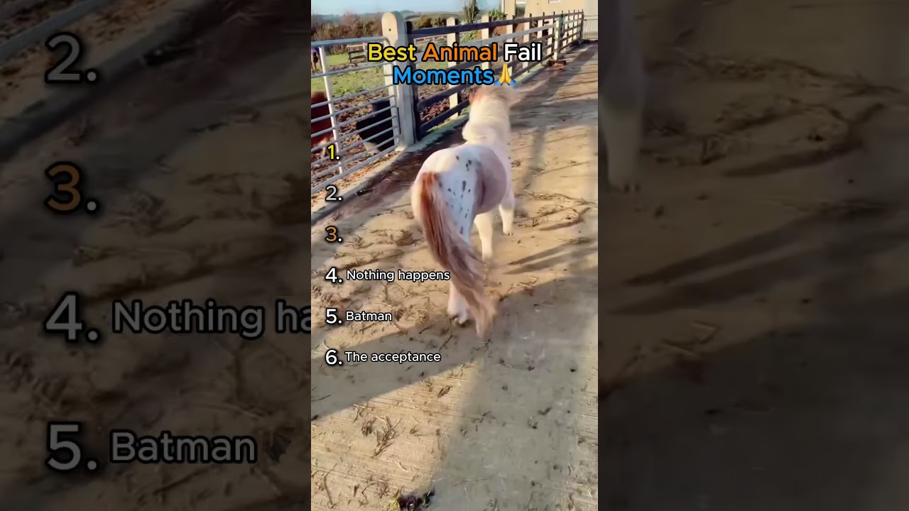 Best Animal Fail Moments (IMPOSSIBLE NOT TO LAUGH😂)