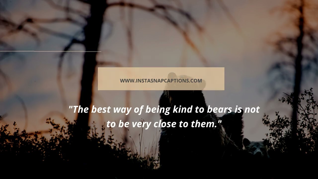 Best Bear Captions For Instagram |  #Best #Bear #Captions#Instagram #InstagramCaptions