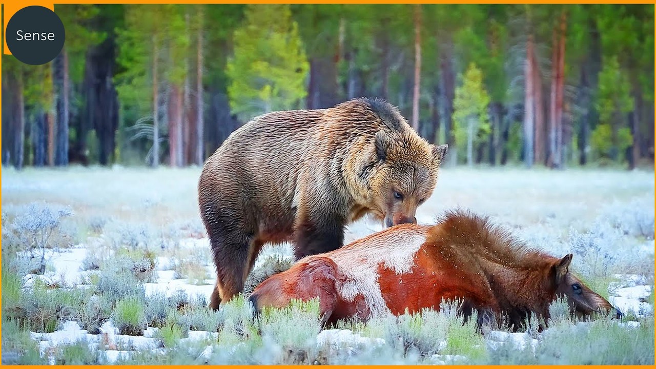 Best Grizzly Bear Fights Caught On Camera | Real Animal Fights Compilation