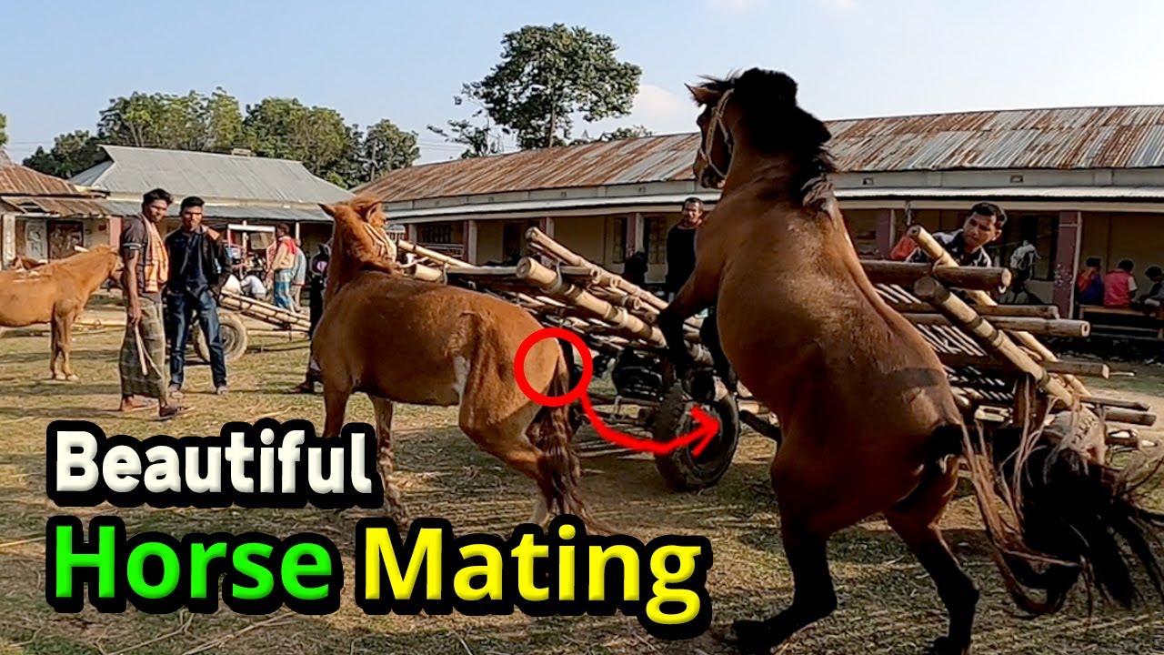 Best horses Mating | Beautiful New horse meet ma'ting 2022 || Village Horse Farm
