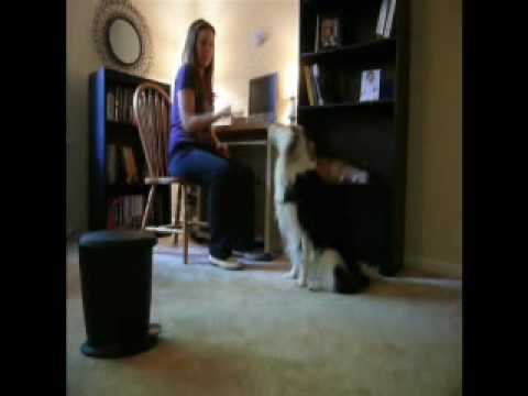 Best Pet Tricks Winner: Paige