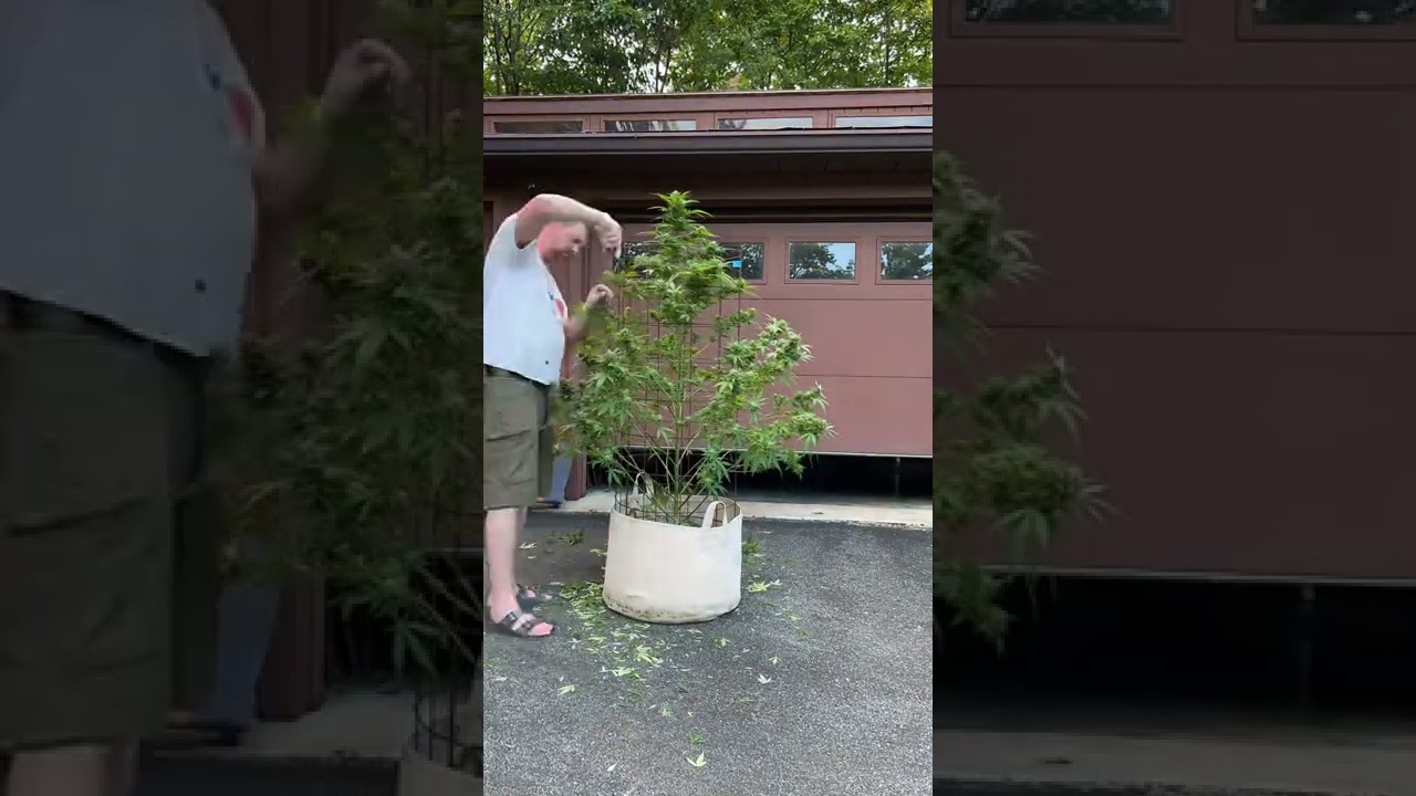 Best Way To Grow Cannabis - Haircuts Part 2 - Timelapse