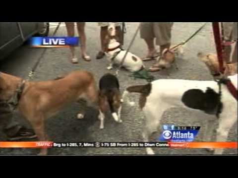 Beverly Hills Chihuahua 3 DVD Promotional Tour
