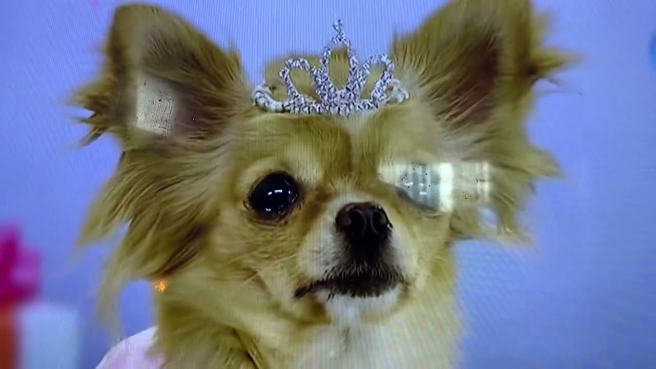 Beverly Hills chihuahua 3 trailer from DVD