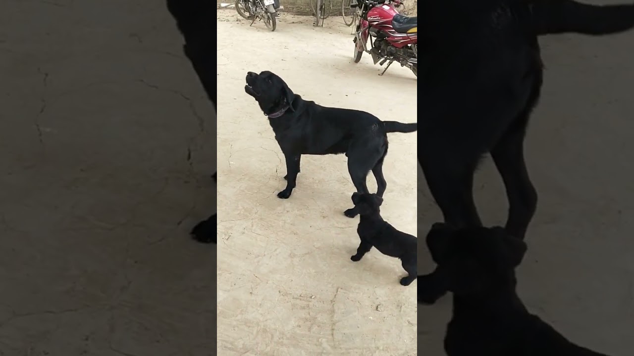 bhau bhau #cutedogs #shortvideo #shortviral #video #viral #dog