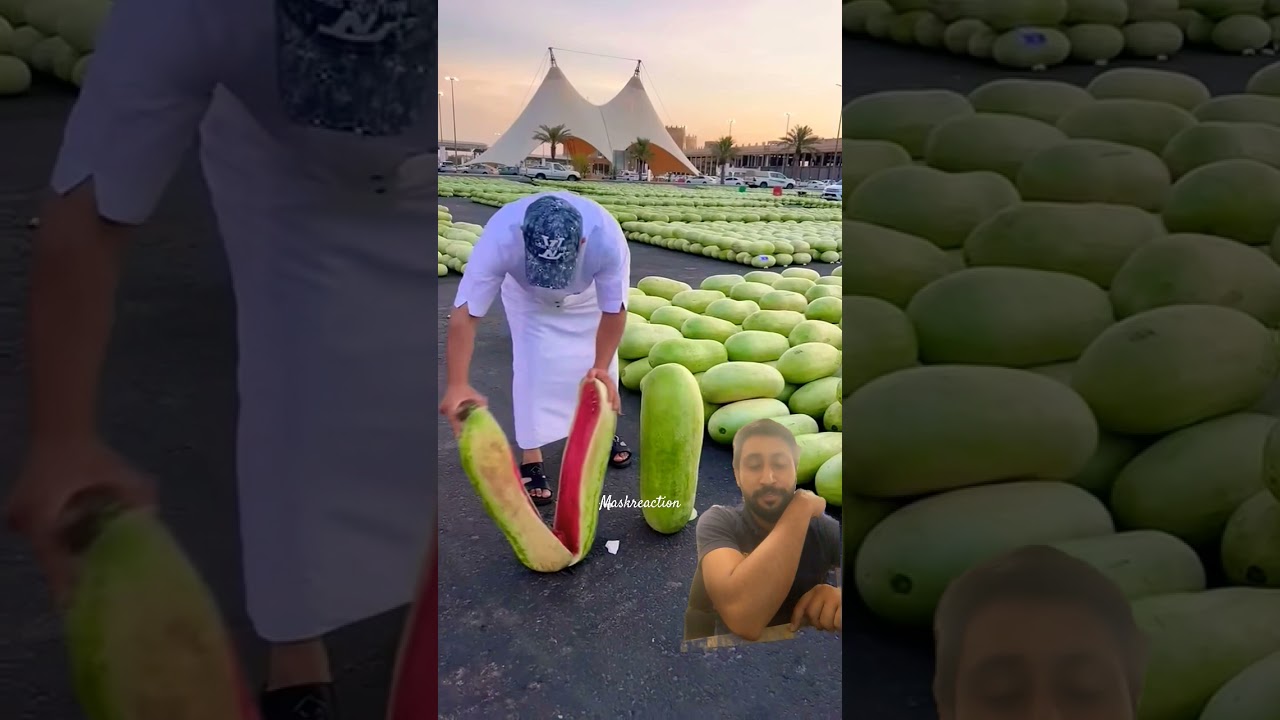 Big Arabian watermelon #farmers #watermelon #nature #naturelovers #maskreaction