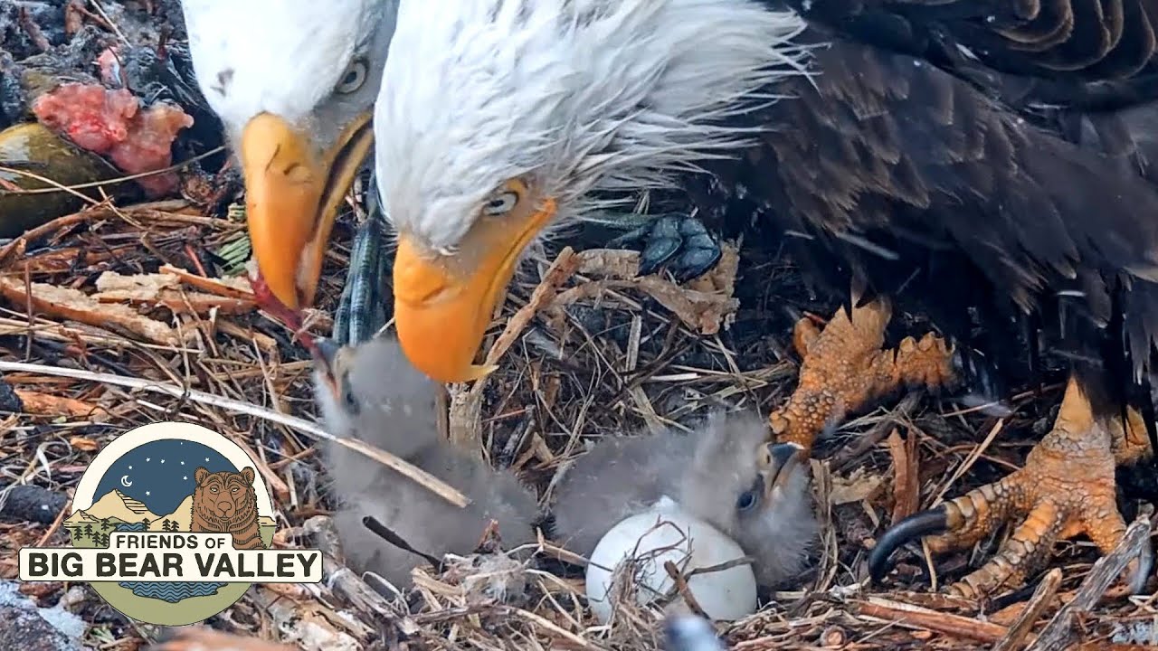 Big Bear Bald Eagle Live Nest - Cam 1