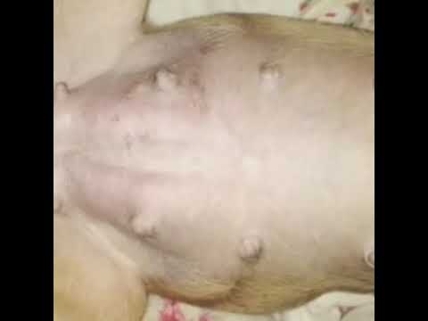 Big belly dog vore *pregnancy 2