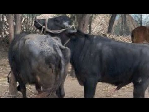Big bull pregnant little murah buffalo ! Animal meeting ! Breeding season