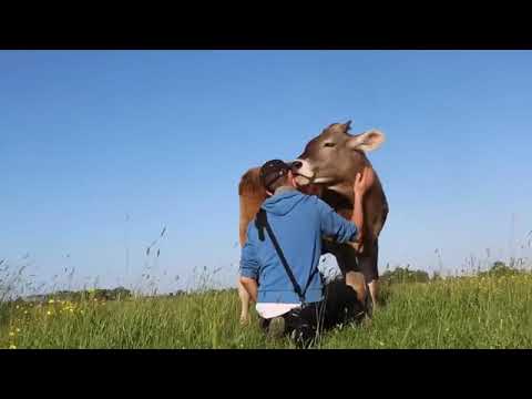 Big cow licks human friend