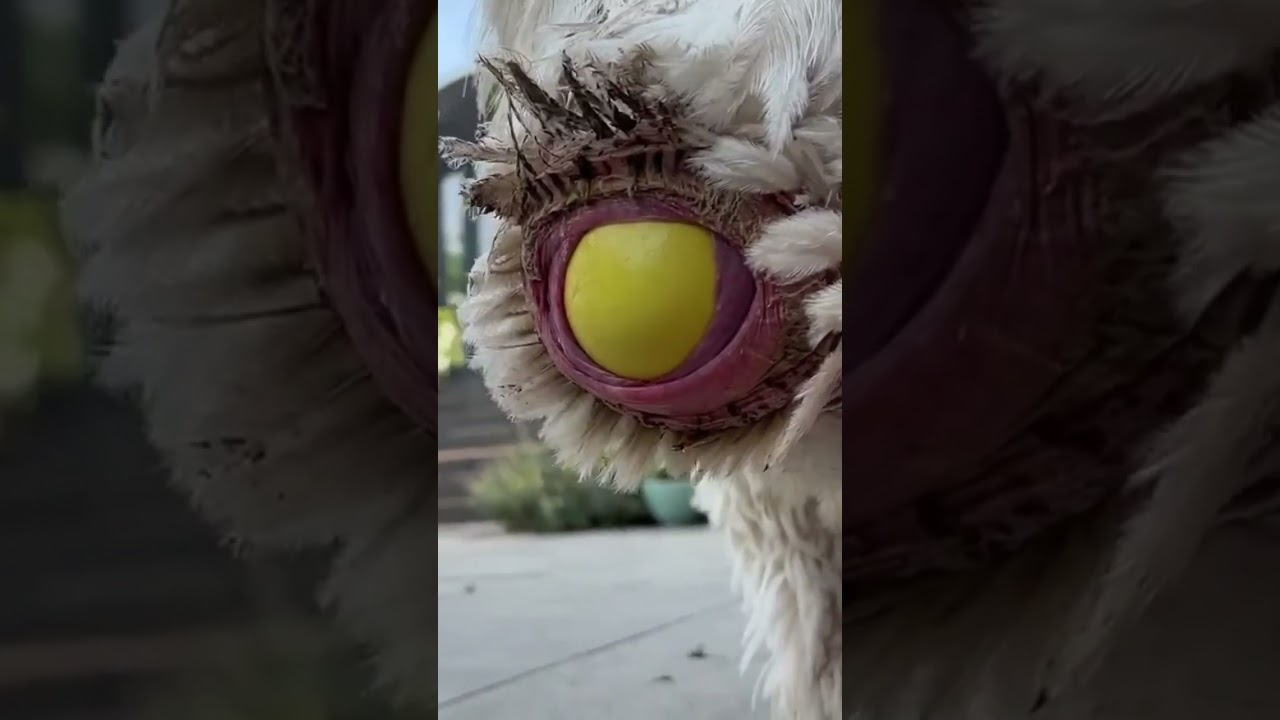 big Emu laying egg #shorts #viral #shortsvideo #egg #big