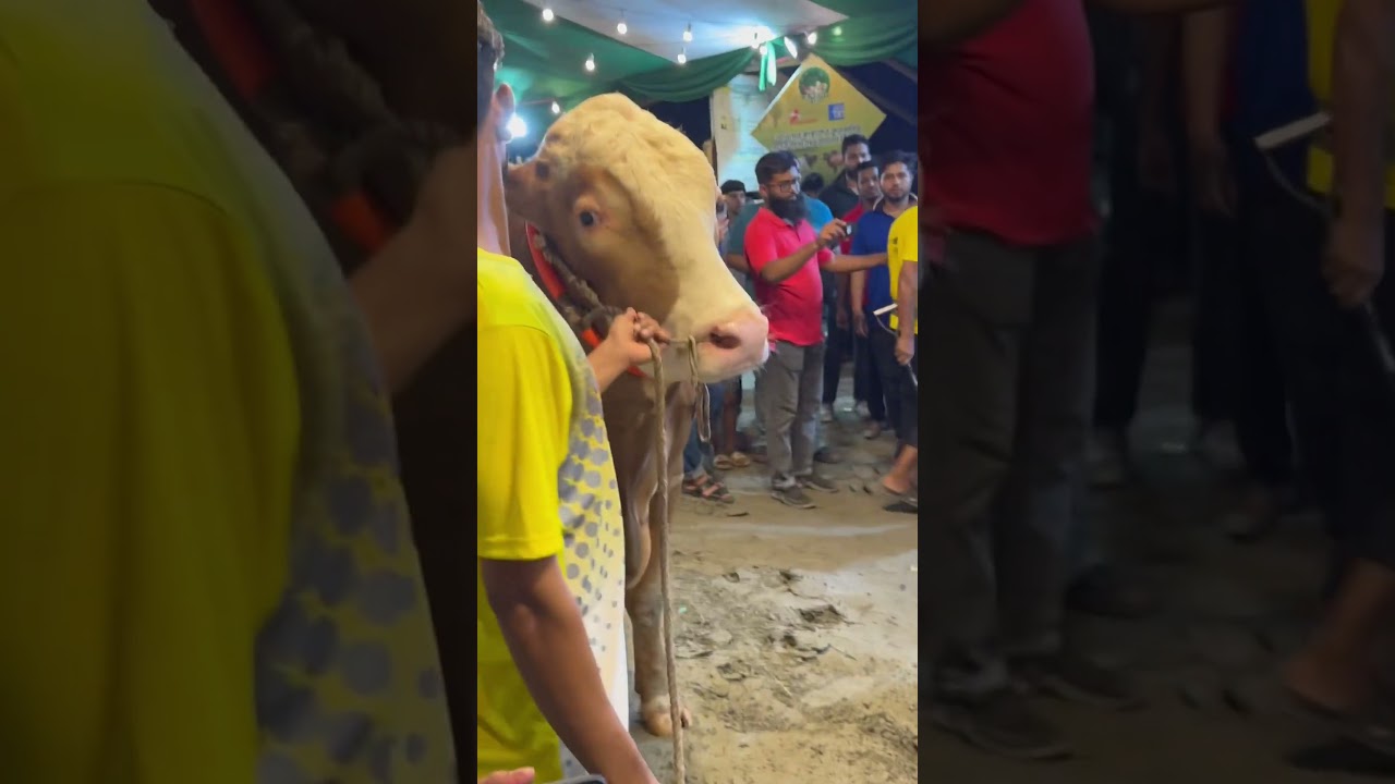 Big giant tiger printed cow.. most unique & exclusive cow