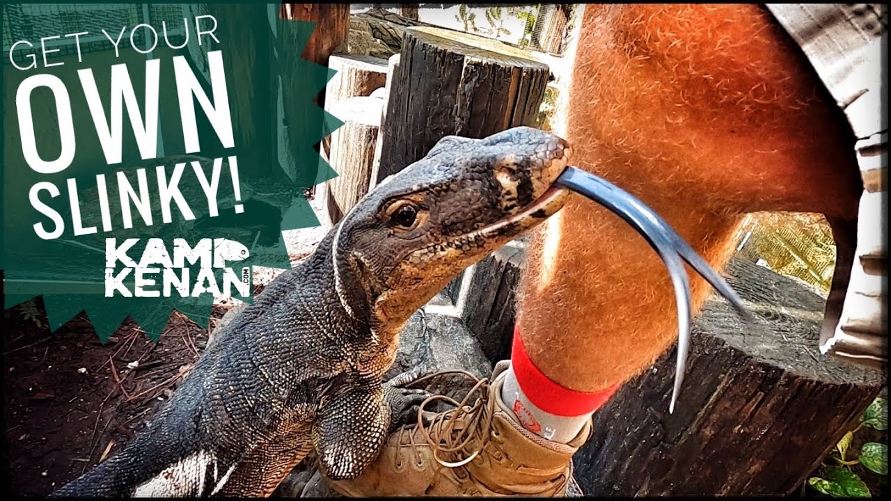 Big Slinky the Lizard News!