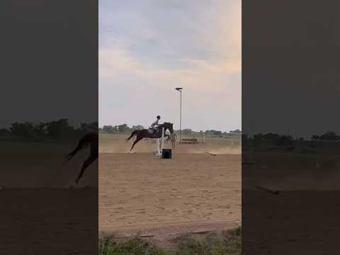 Big x-rails are so inviting!! #horse #jumping #gridwork #summer #fun #fyp #roadto12k #equestrian