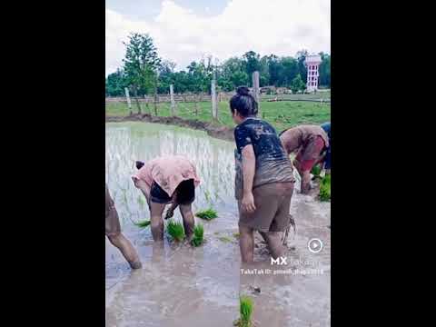 #BigoLive HOT Women Growing Crops On Field @Short