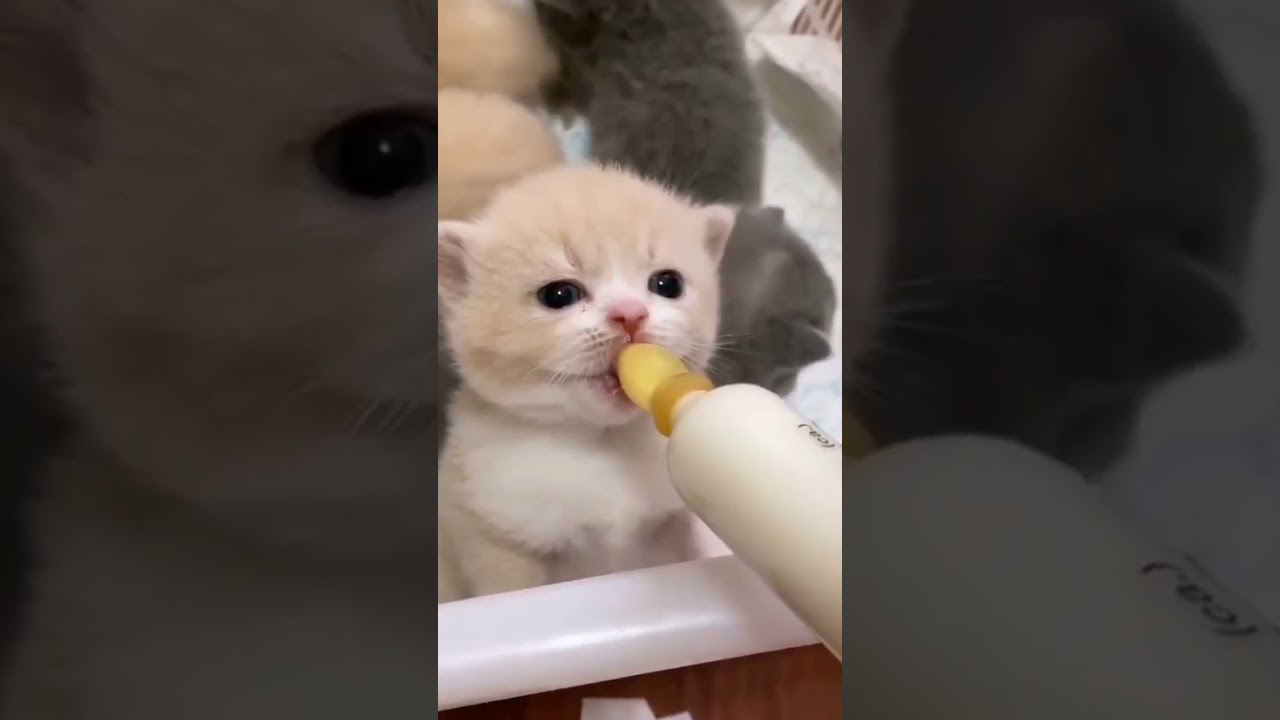 billi dudh pite hue