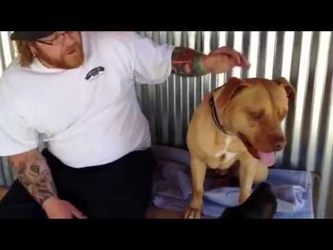 Billy's Buddy Earl 9-12 mos. old Pit Bull Rifle Animal Shelter 970-625-8808