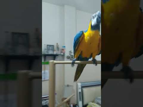 Bingo dancing to Jingle bells