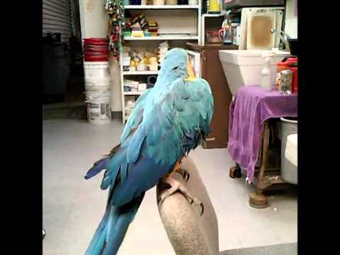 Bingo The Macaw.