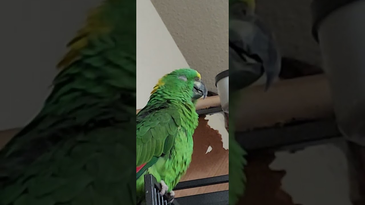 Bingo's breathing