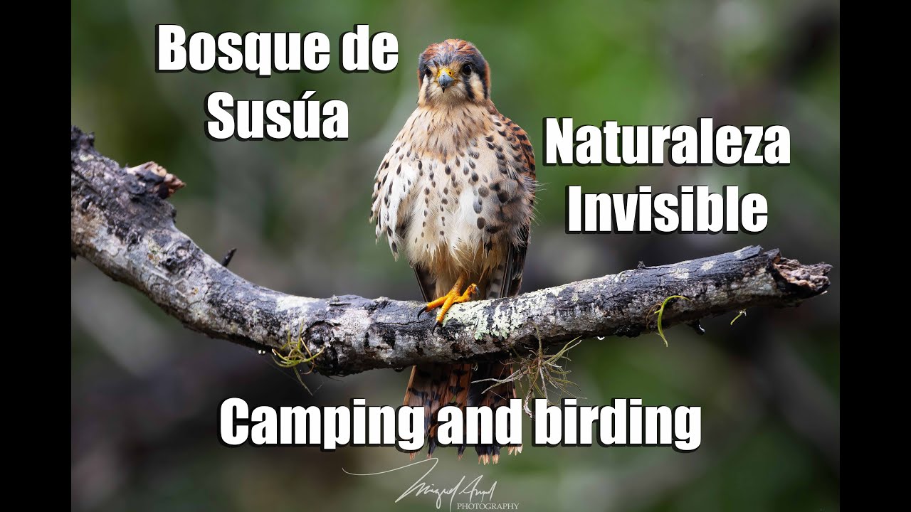 Birding in Susúa Forest