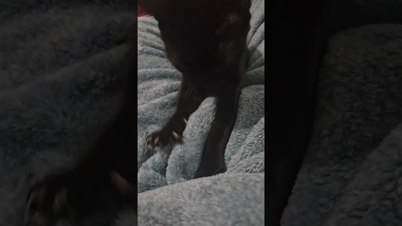 #Black #cat #ratatouille