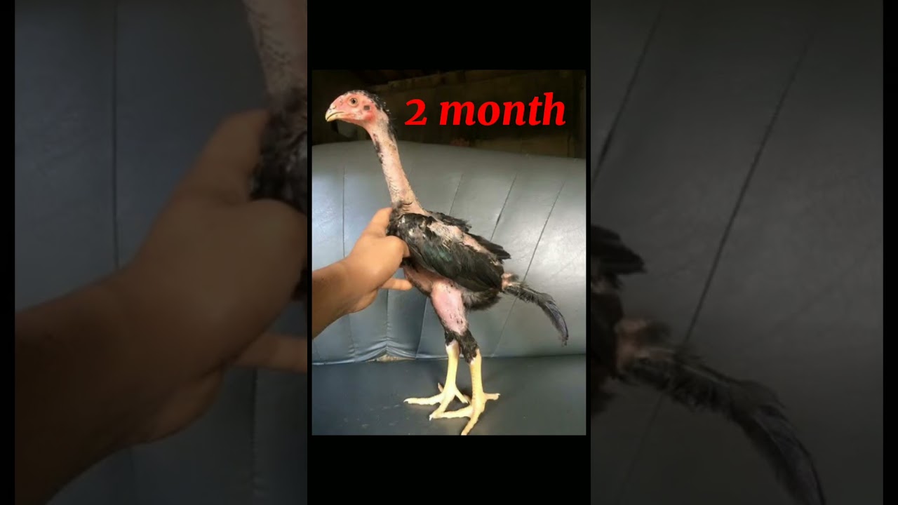 black shamo aseel chick to murga beautiful breed 👍👍👍