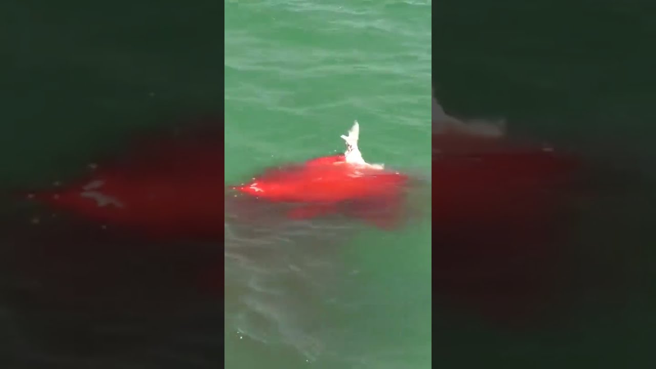 Bloody Hammerhead Shark Attack