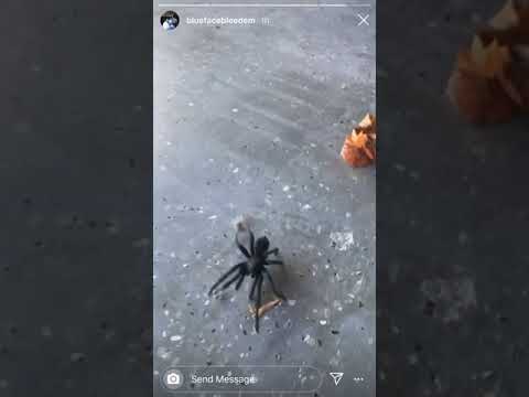 Blue face stomping a spider 🕷😂
