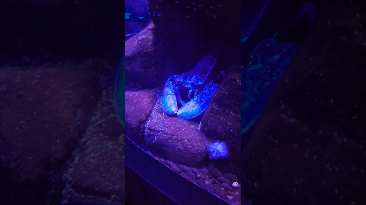 Blue Lobster jumpscare (SCARY!!)