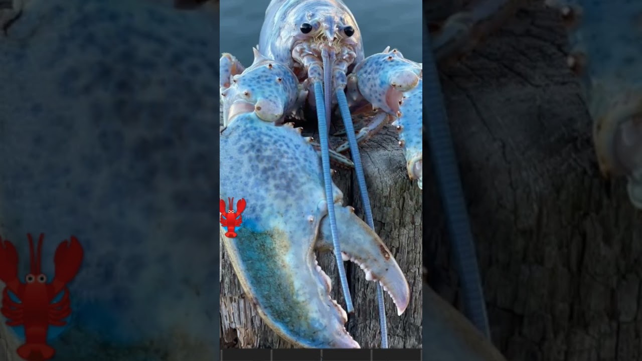 Blue Lobster Jumpscare Sound