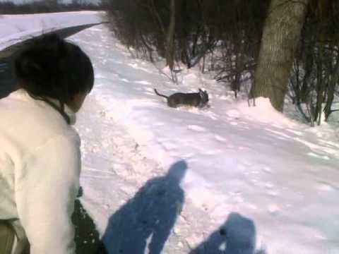 Blue Staffordshire Bull Terrier playing in the snow 2-28-11