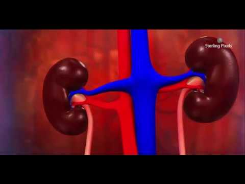 BOŞALTIM SİSTEMİ ORGANLARI sunum video