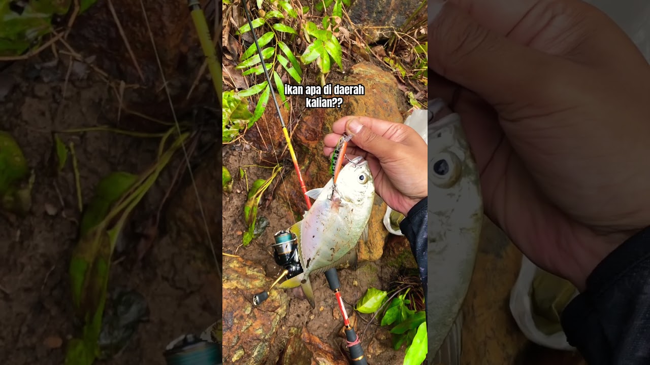 Bobara atau BabyGT #gianttravely #bobara #babygt #fishing #mancing