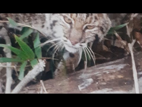 Bobcat Trapping:  Using Cubby sets.