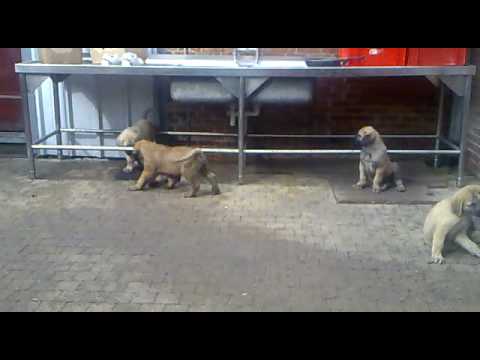 BOGUS KANGAL  YAVRULARI BOGUSTA OYNAMA