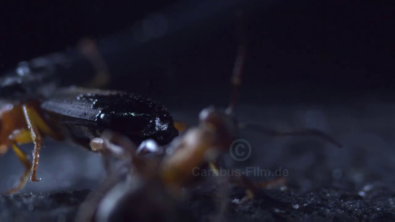 Bombardier beetle 1000frames/sec