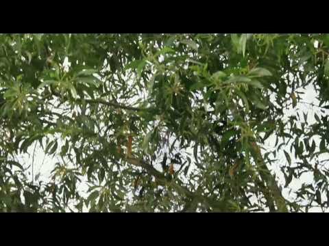 Bondhure koi pabo.avi